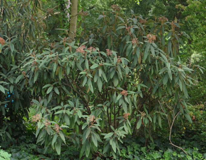 Kalina vrásčitolistá 80l