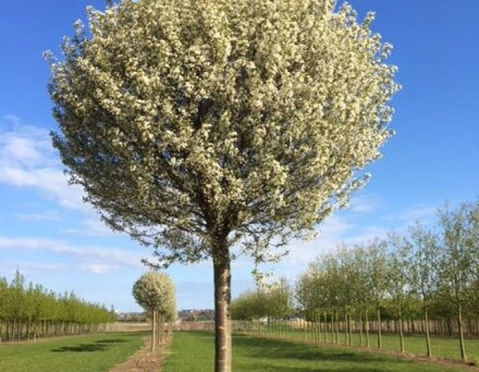 Čerešňa krovitá ´Umbraculifera´ na kmienku 180cm