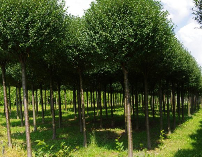 Čerešňa krovitá ´Umbraculifera´ na kmienku 180cm