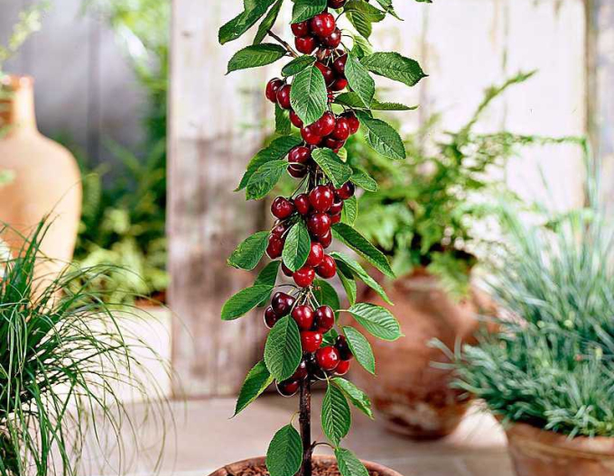 Čerešňa stĺpová ´Sylvia´, podp. Colt, voľnok.