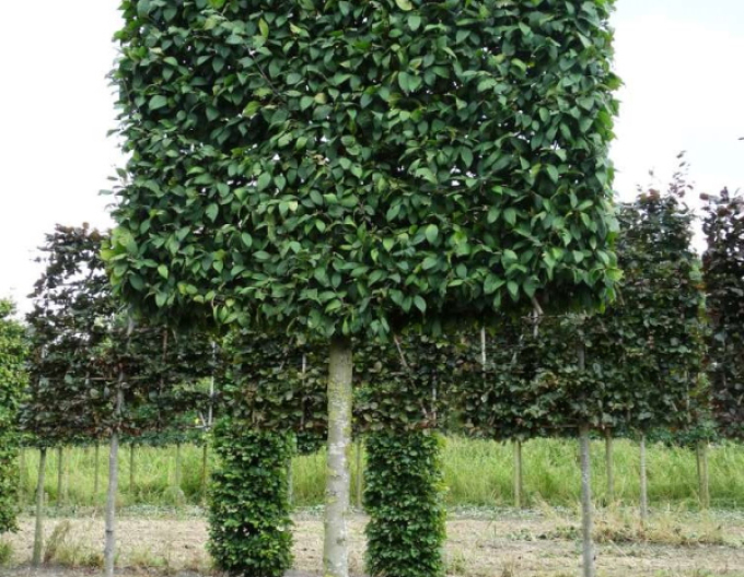 Hrab obyčajný ´Obdĺžnik 60x60x80cm´ na kmienku