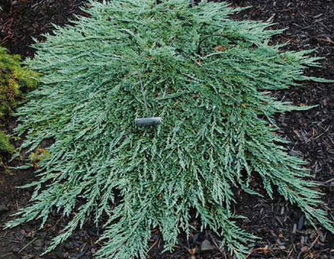 Borievka rozprestretá ´Pancake´