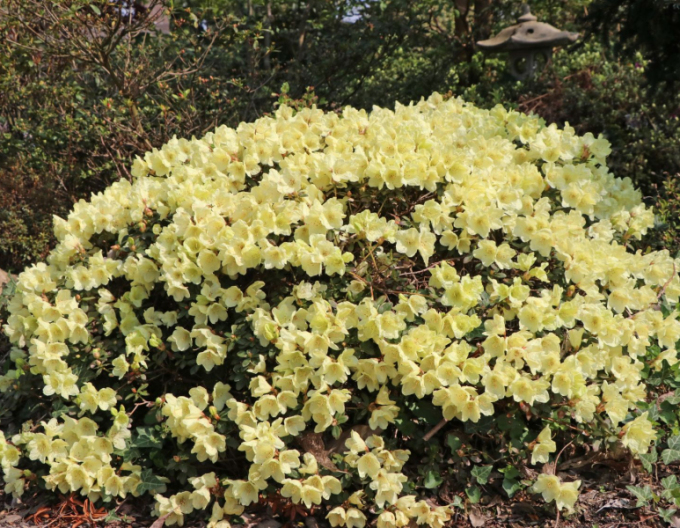 Rododendrón ´Wren´