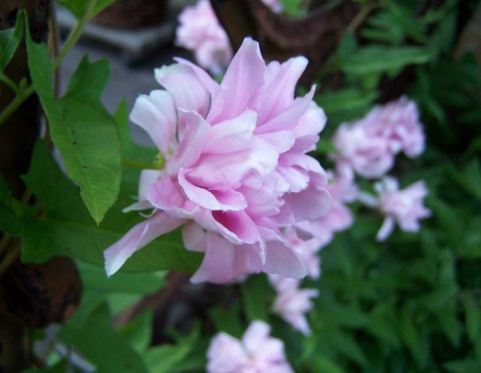 Opletník brečtanolistý ’Multiplex’