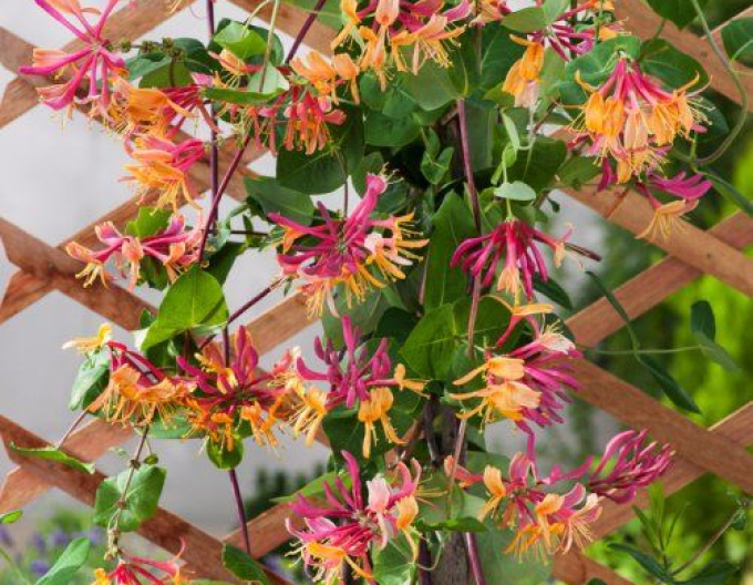 Zemolez heckrotii ´American Beauty´