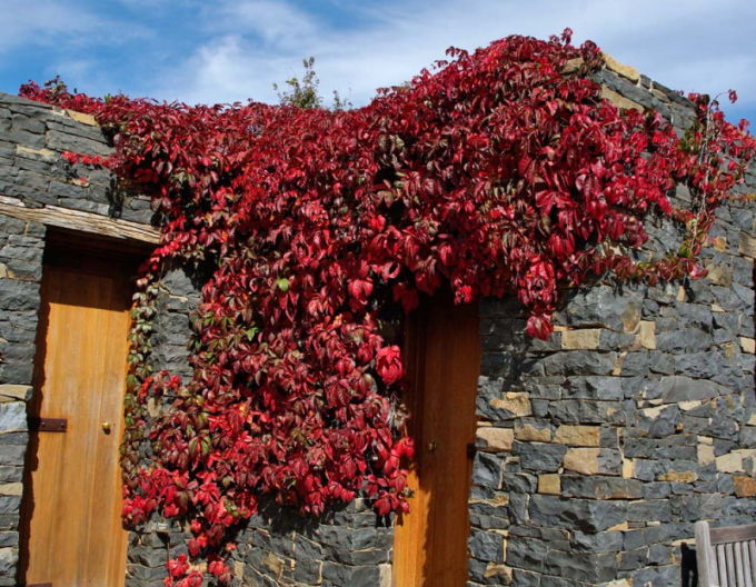 Pavinič  päťlaločný