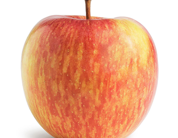 Jabloň "Fuji" zimná, podpn. A2, voľnok.