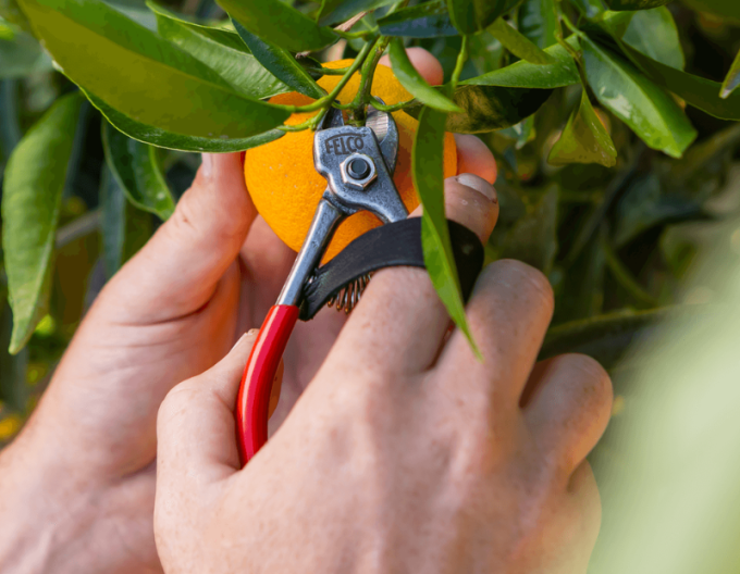 FELCO 330  Nožnice na ovocie
