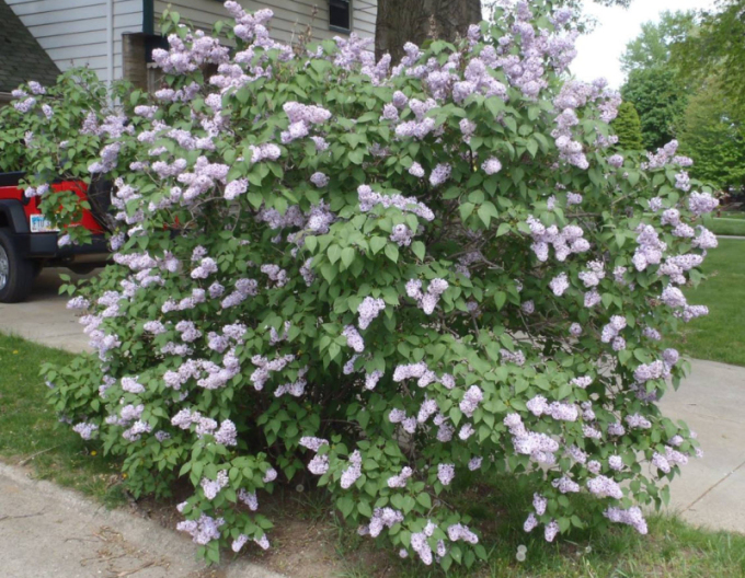 Orgován zamatový ´Miss Kim´