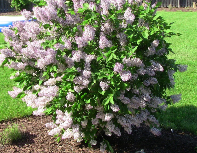 Orgován zamatový ´Miss Kim´