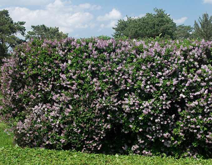 Orgován zamatový ´Miss Kim´