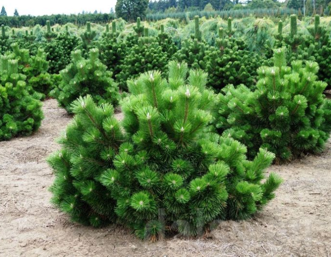 Borovica thunbergová Thunderhead