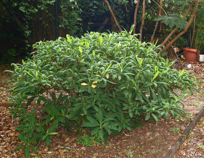 Edgeworthia ´Grandiflora´ - papierový ker