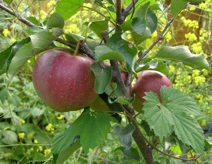 Jabloň tvarovaná ´Elstar´ - Špalliera