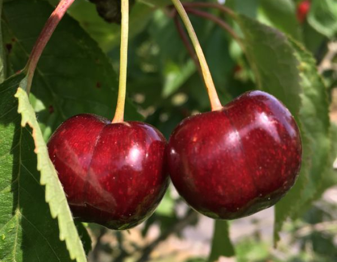 Čerešňa tvarovaná ´Schneiders Späte Knorpelkirsche´ - Špalliera