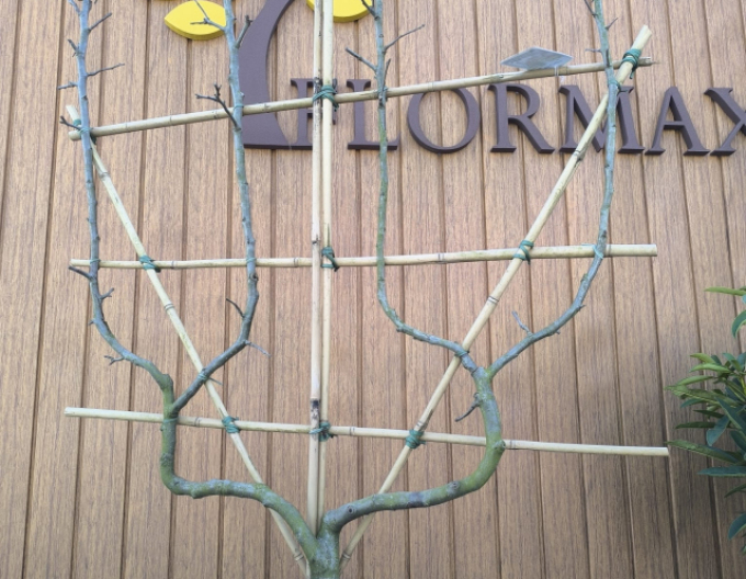 Jabloň tvarovaná ´James Grieve´ - Špalliera