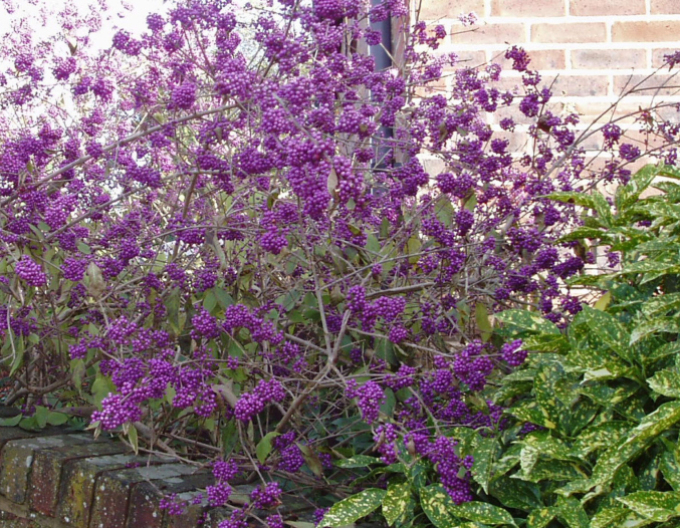 Krásnoplodka ´Giraldii´