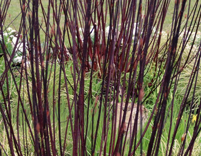 Svíb biely ´Kesselringii´