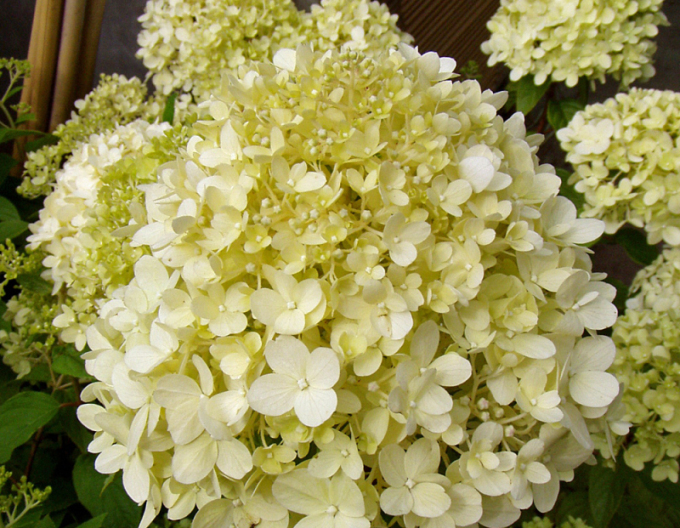 Hortenzia metlinatá ´Limelight´ na kmienku