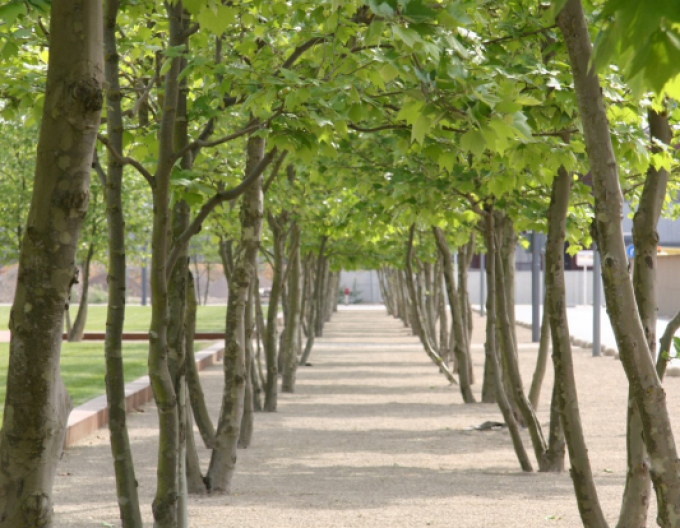 Zelkova ostrolistá  (Zelkova serrata) viackmenná