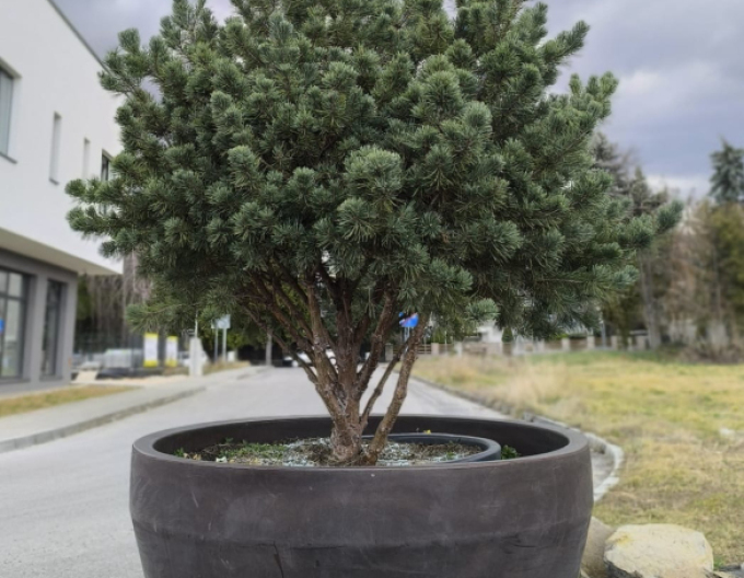 Borovica lesná ´Watererii´