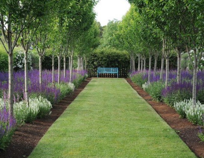 Šalvia  ’Blauhügel’