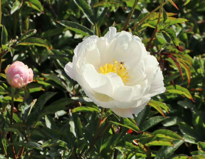 Pivonka čínska ´Miss America´