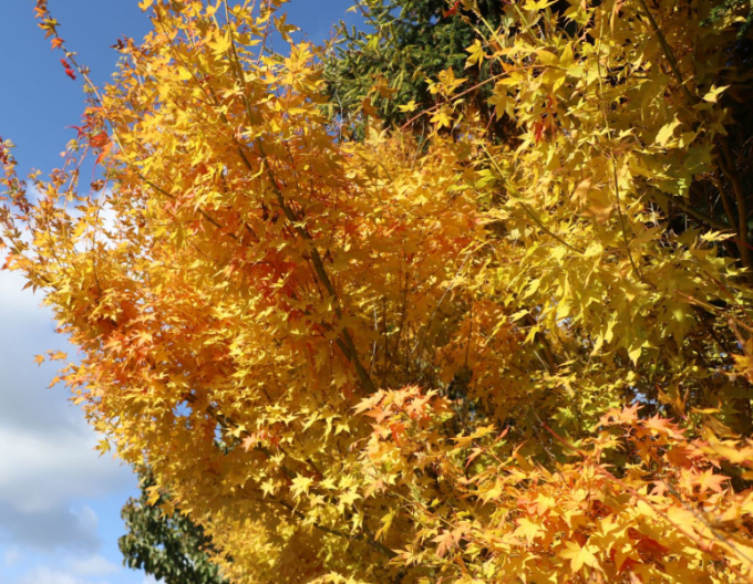 Javor dlaňovitolistý ´BI-HOO´