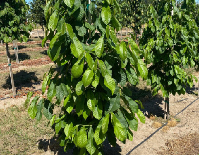 Asimina trojlaločná  - Banán Severu