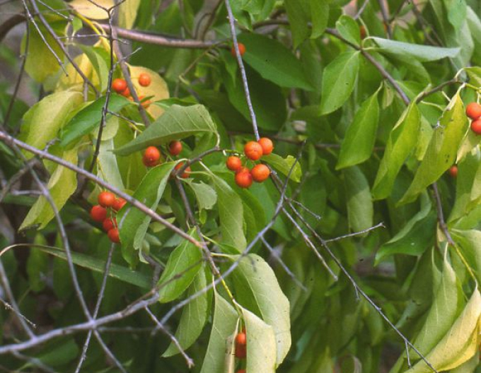 Bršlenec kruhovitý ´Hermaphroditus´