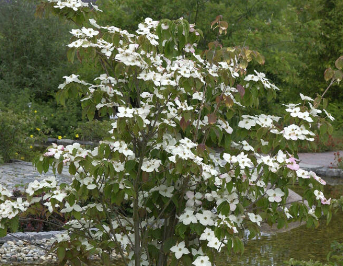 Drieň kousa ´Teutonia´