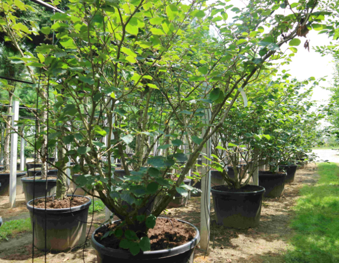 Hamamel prostredný ’Pallida’