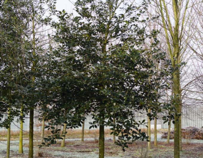 Cezmína ostrolistá na kmienku