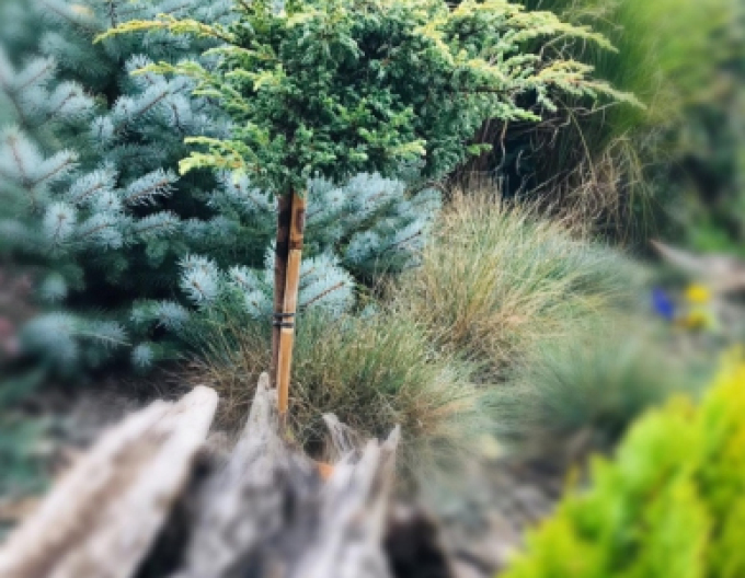 Borievka ´Golden Shade´ na kmienku