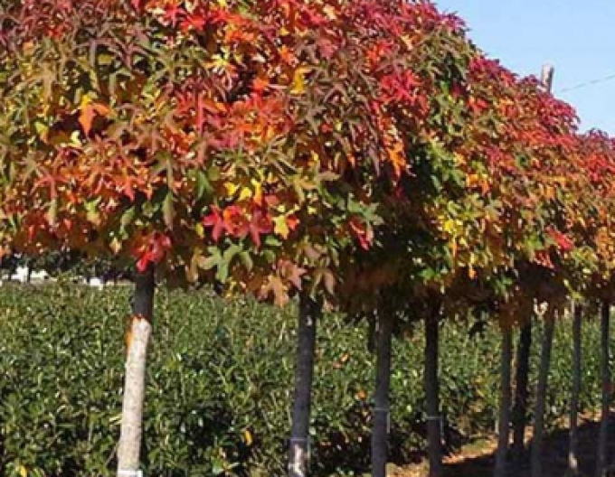 Ambrovník "Gumball" na kmienku