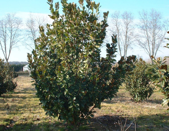 Magnólia veľkokvetá  Francois Treyve 200 - 250cm