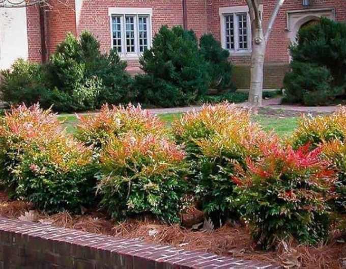 Nandína ´Gulf Stream´