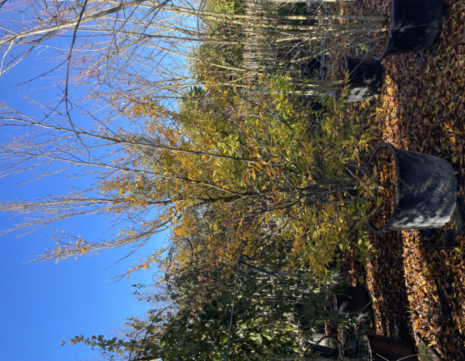 Buk lesný ’Asplenifolia’