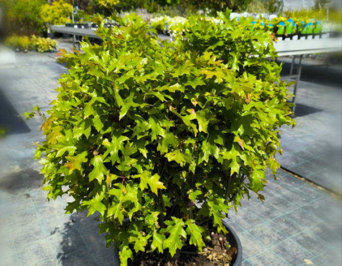 Dub močiarny ´Green Dwarf´