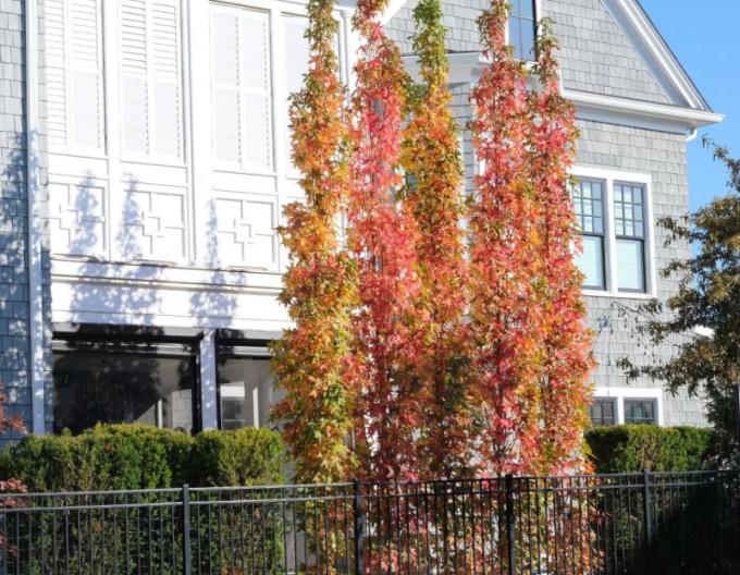 Ambrovník ´Slender Silhouette´ 200 - 250cm