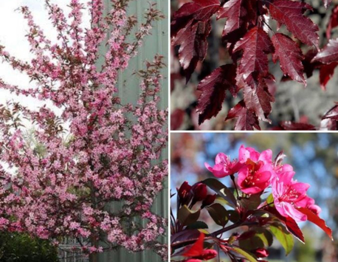 Jabloň okrasná ´Raindorps´