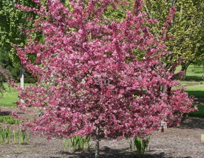 Jabloň okrasná ´Raindorps´