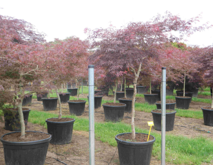 Javor dlaňovitolistý ´Garnet´ na kmienku 100cm