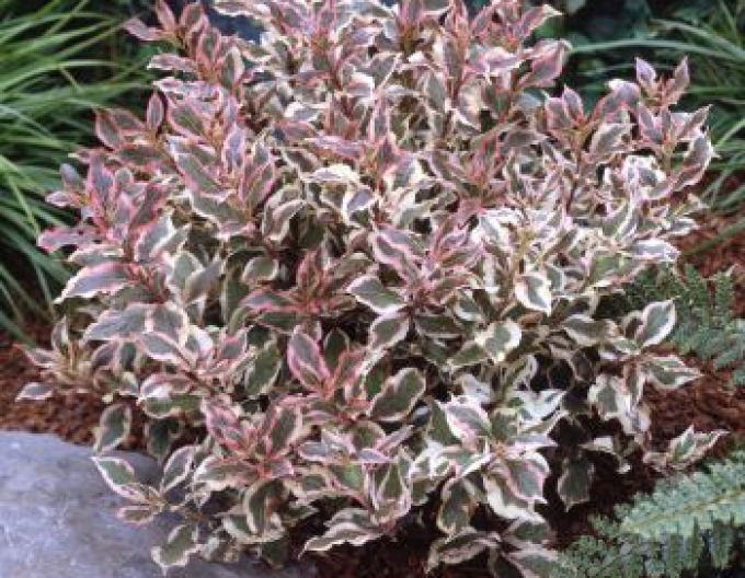 Vajgelia florida "Monet"