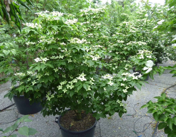 Drieň kousa ´Schmetterling´