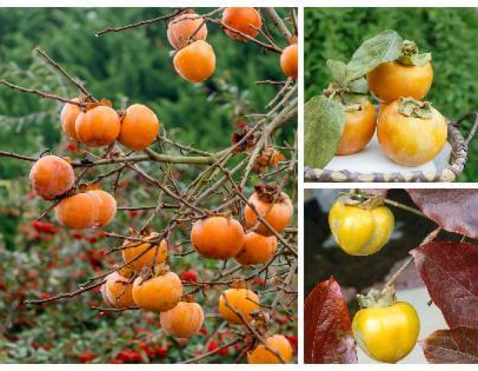 Hurmikaki ´Tipo´ na kmienku 18l