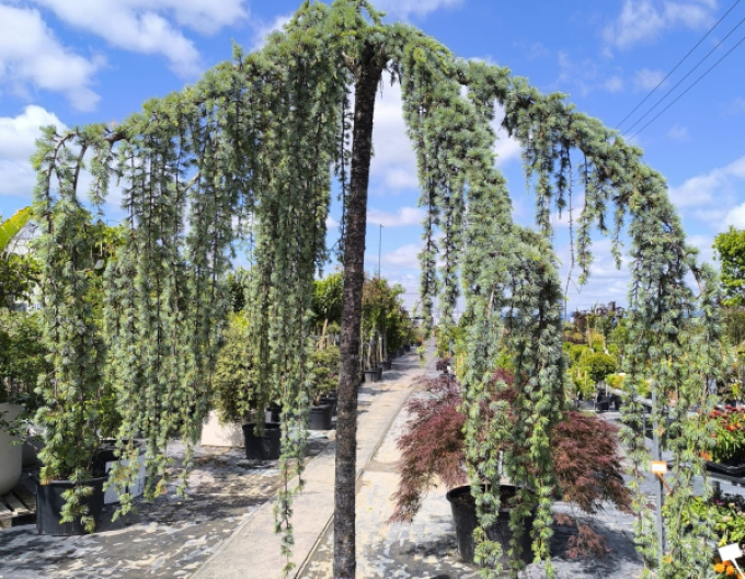Céder atlantský ´ Glauca Pendula´ 280cm