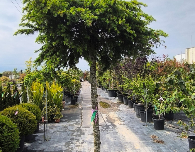 Céder libanonský na kmienku