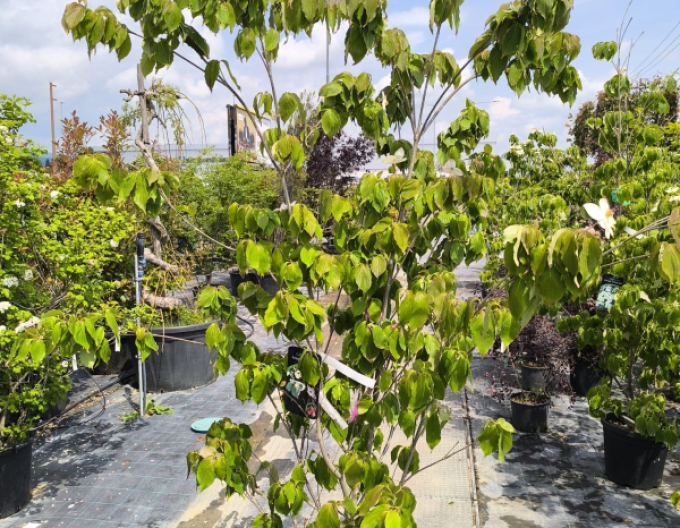 Drieň kousa ´Teutonia´