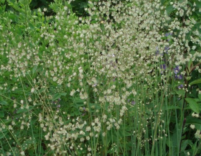 Kraslica prostredná 2l